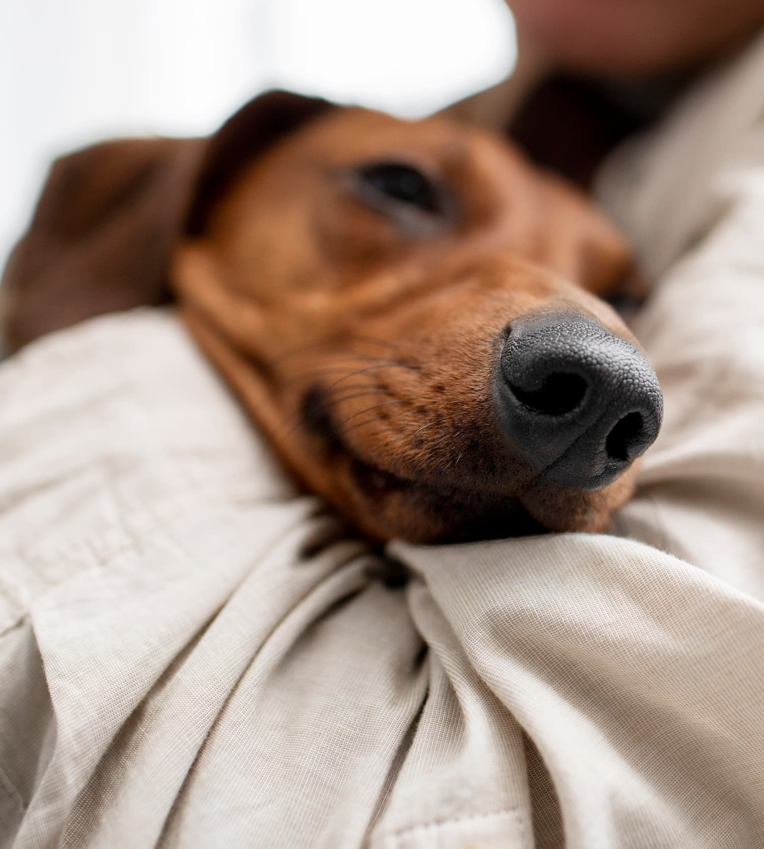 DUNAHEMP CBD olaj kutyáknak - szorongás