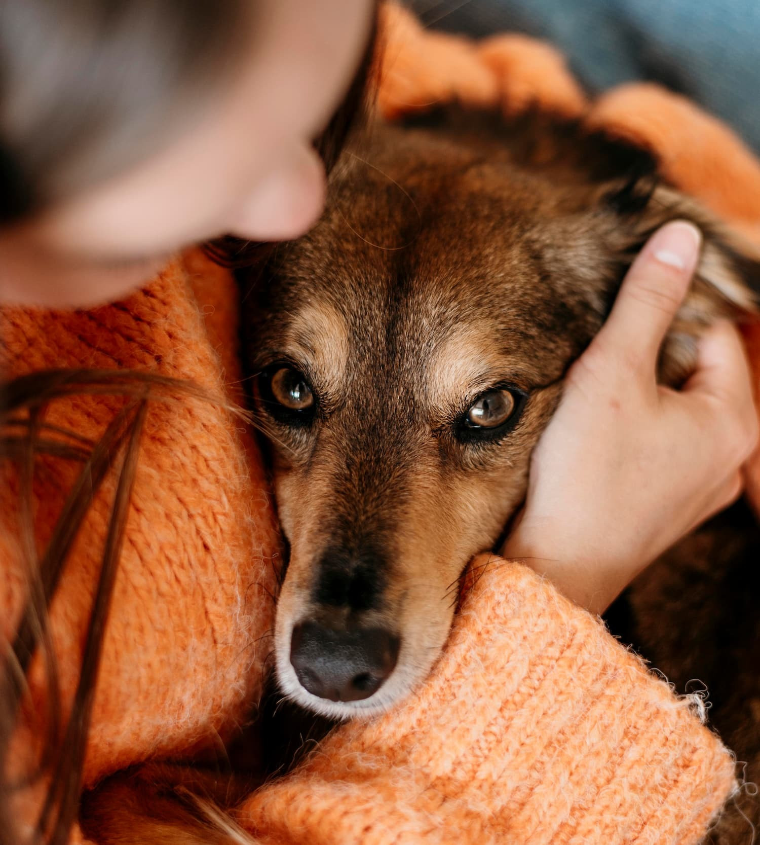 Kutya epilepszia roham lefolyása