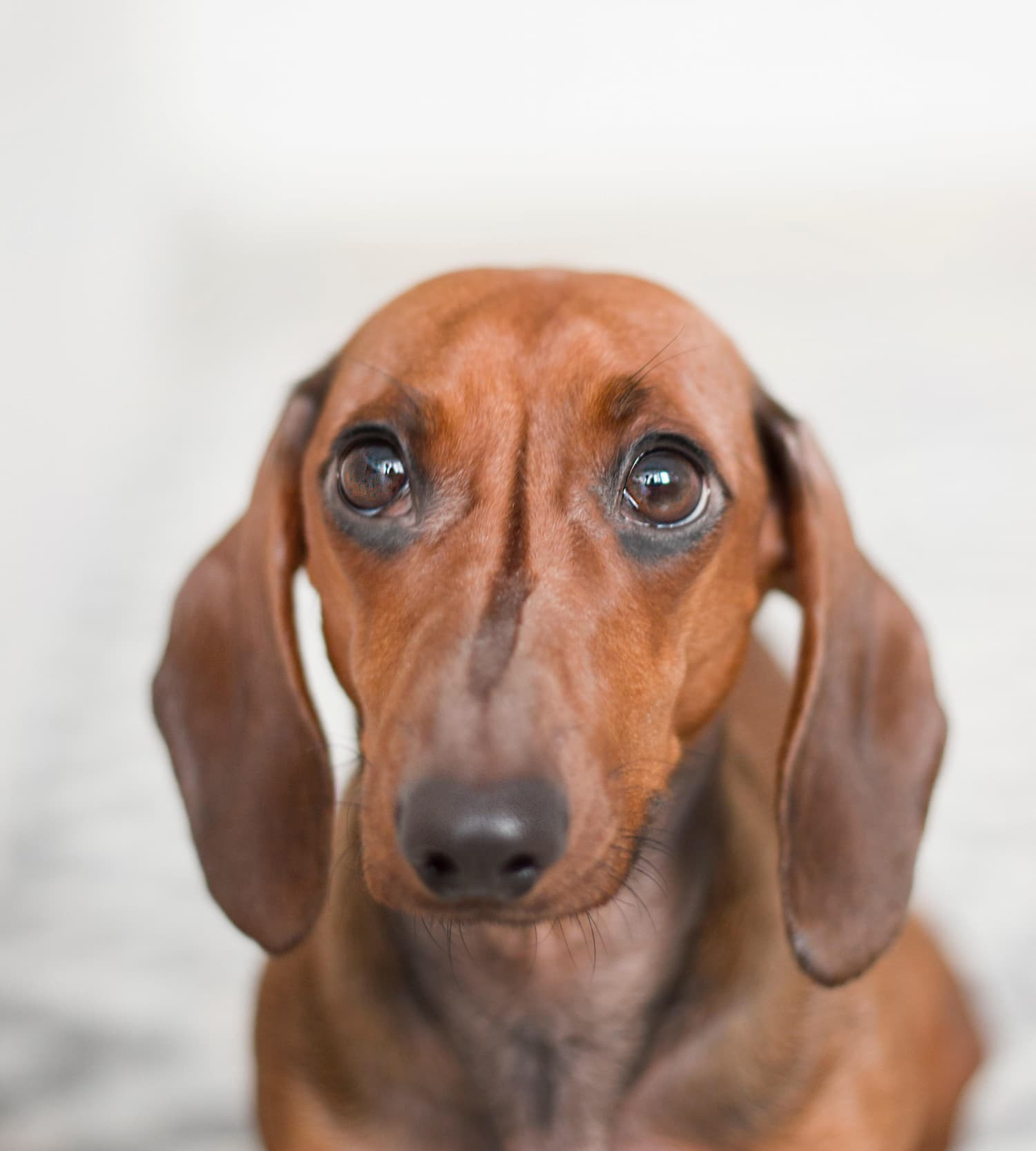 Kutya epilepszia tünetei