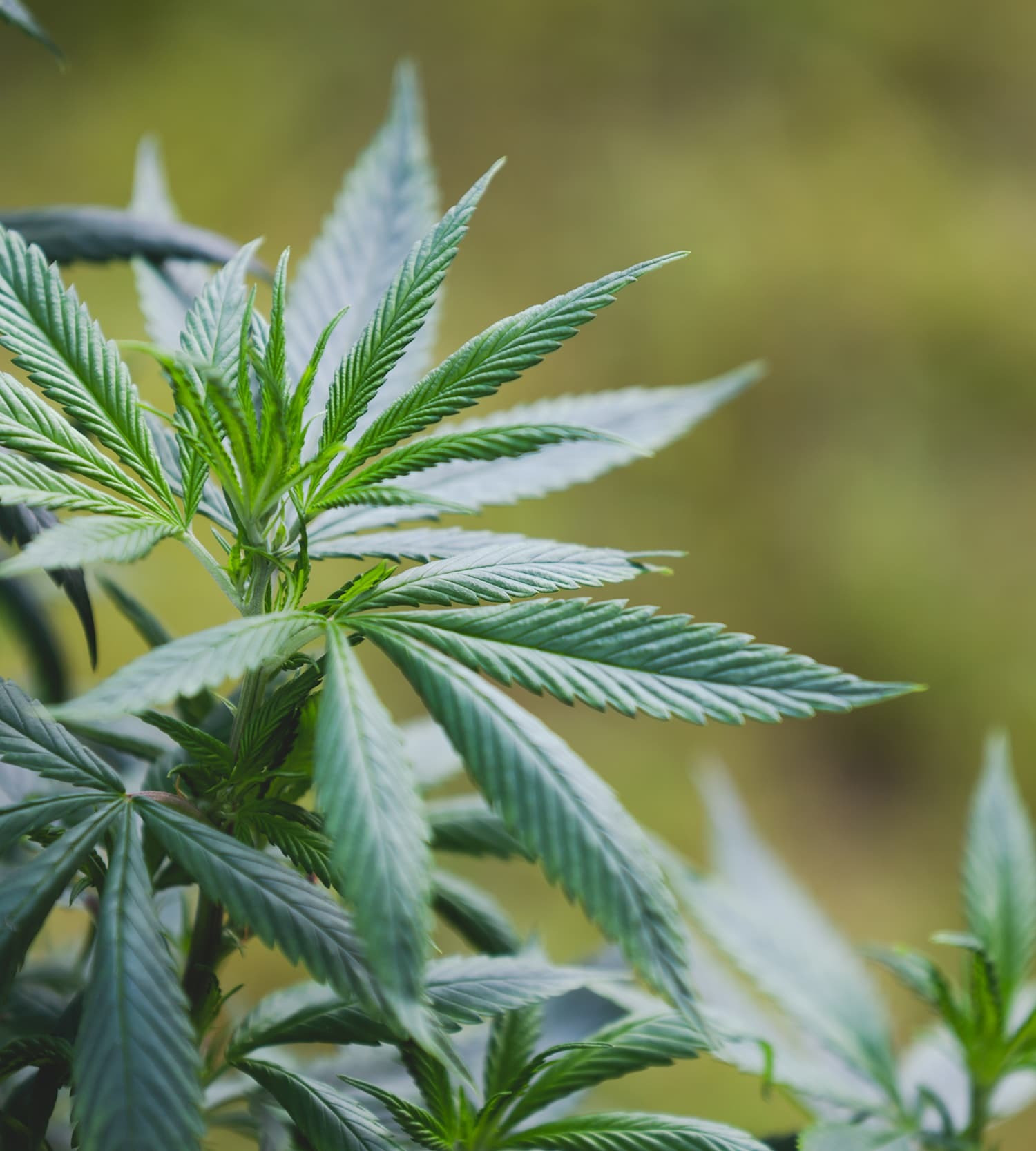 Dunahemp - A kender tisztítja a földet