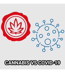 Kannabisszal a koronavírus ellen?