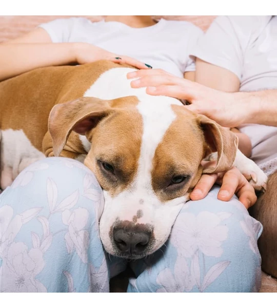 A kutya epilepszia kezelése CBD-vel