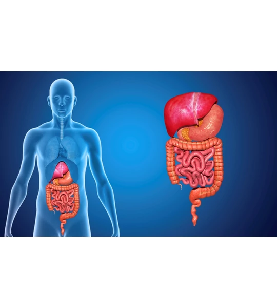 A CBD szerepe az emésztőrendszer helyreállításában