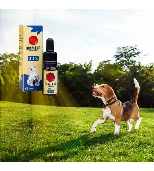 CBD olaj kutyáknak, hatásai és mire jó?