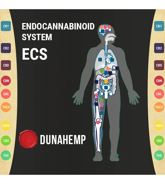 Amit tudnod kell az endokannabinoid rendszerről
