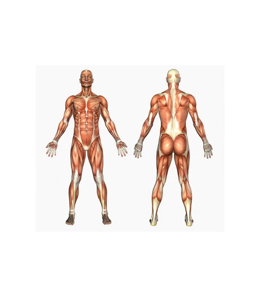 A CBD közreműködése az izomregenerációban